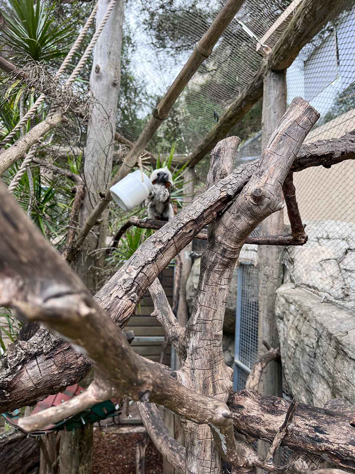 10 Best Things to Do in Gibraltar (Itinerary Included) 18 Alameda Wildlife Conservation Park in Gibraltar