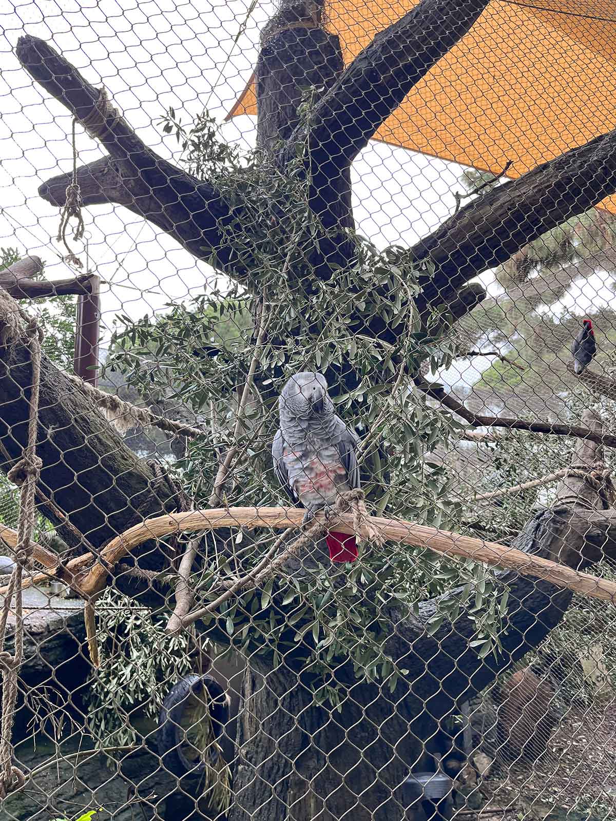10 Best Things to Do in Gibraltar (Itinerary Included) 17 Grey-African parrot at Alameda Wildlife Conservation Park in Gibraltar