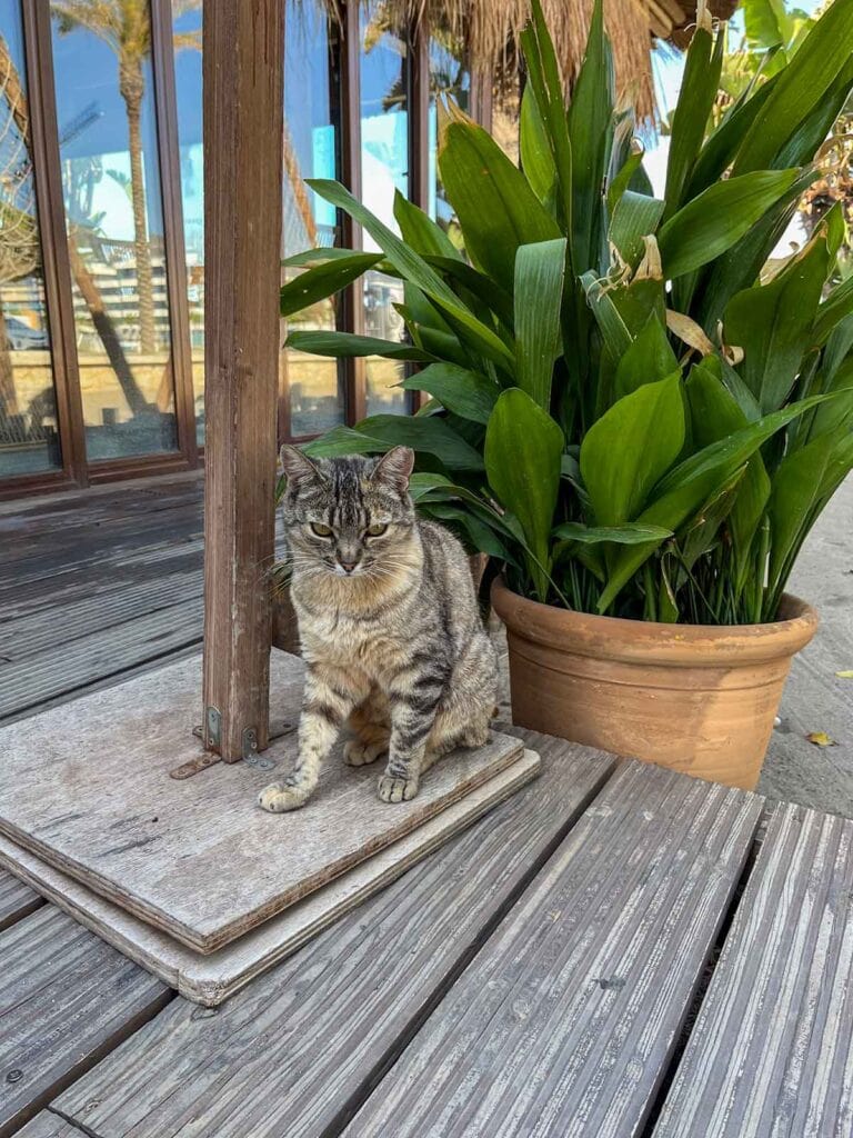 Cat outside La Palapa Beach Club in Torremolinos.
