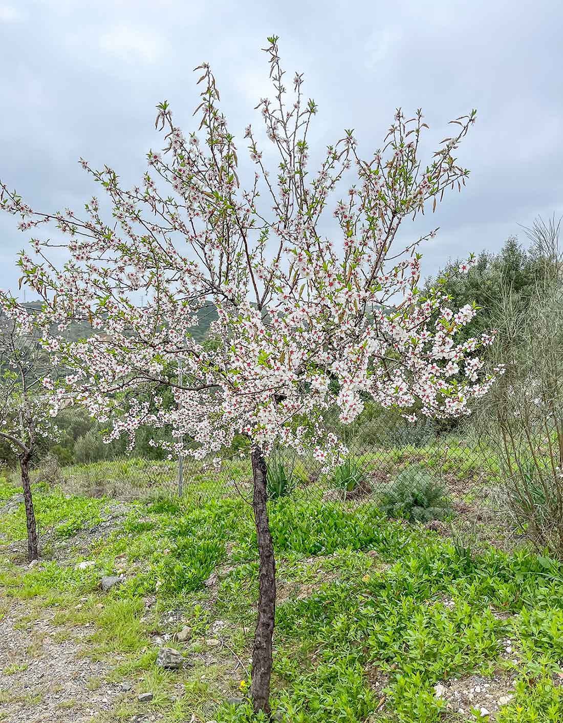 The Best Of Marbella in April (Things to Do, Weather and Local Tips!) 14 Cherry blossoms in a hiking trail in Benahavis.