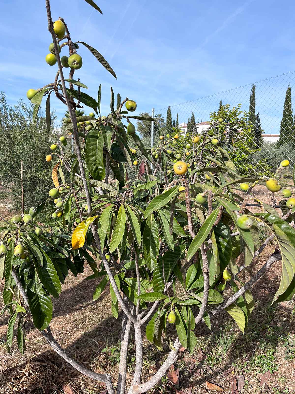 10 Things to do in Alhaurin El Grande 5 Generations of flavours olive farm.