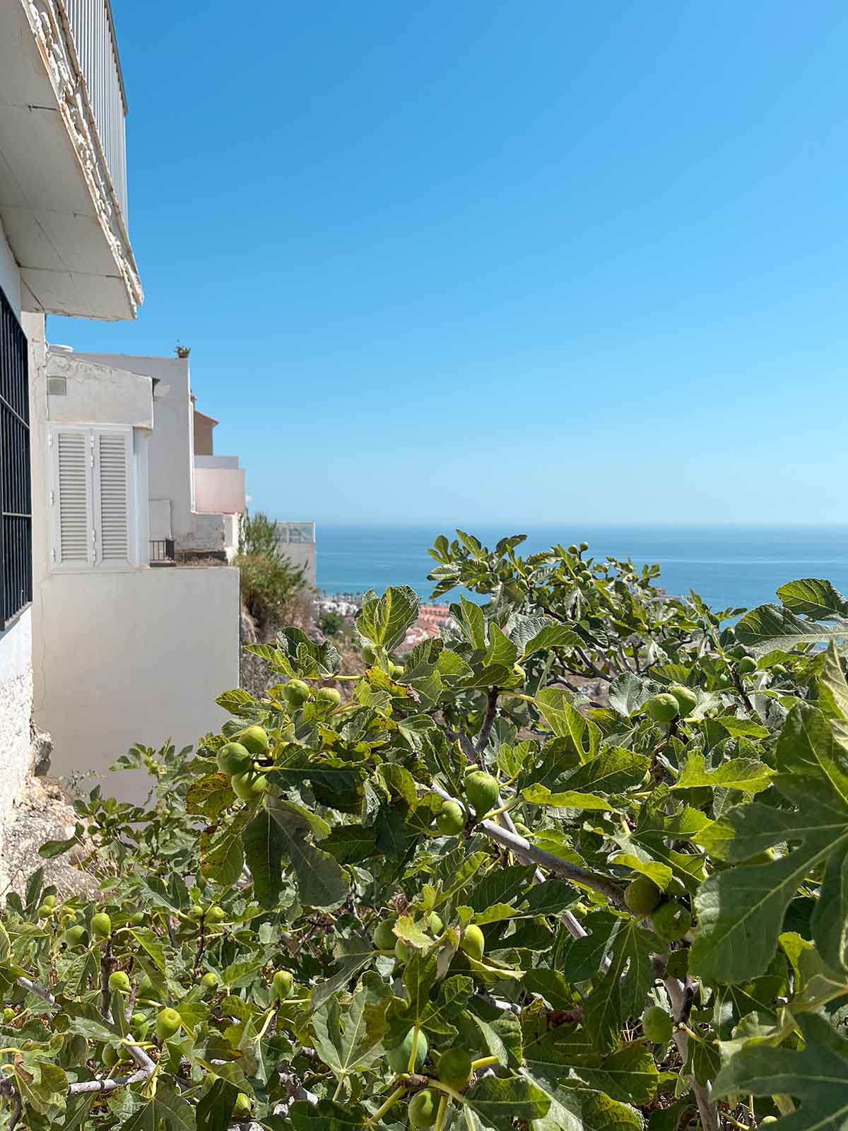 A fig tree in Salobreña.
