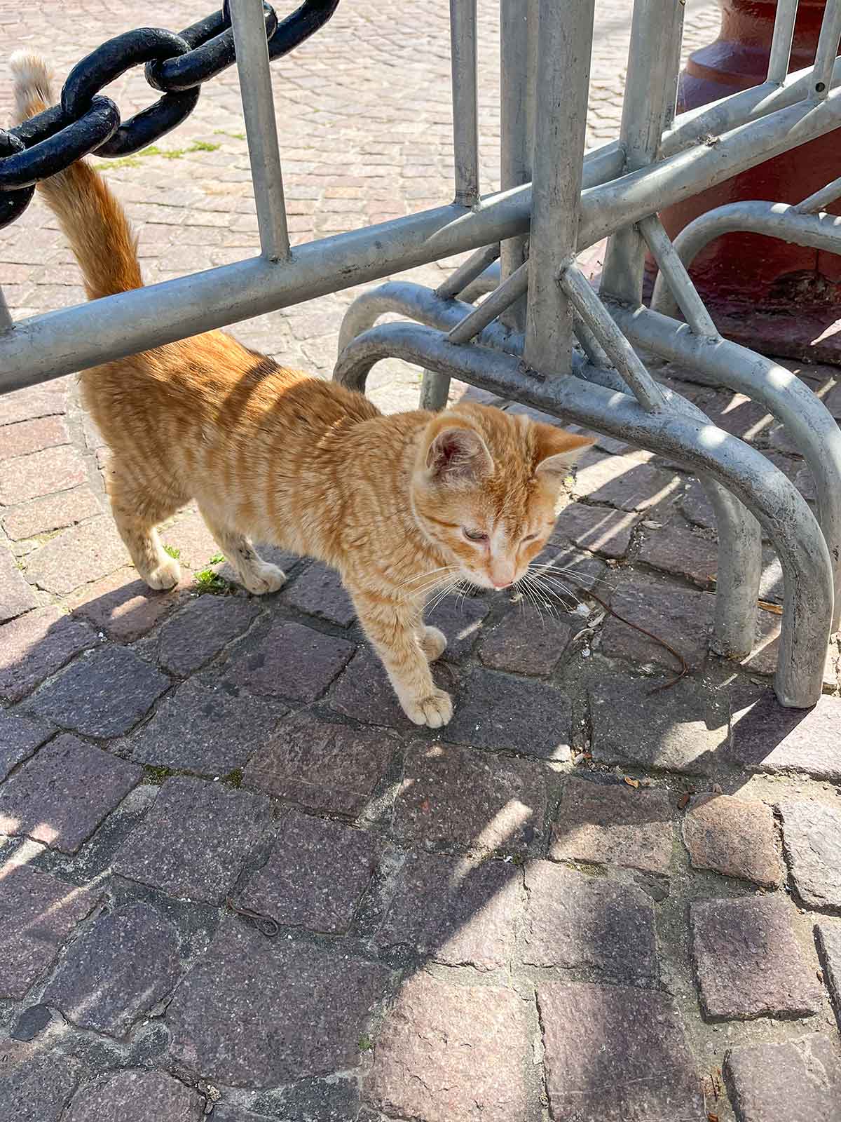 Can you see Africa from Spain? (7 Top locations included) 12 Ginger cat in the streets of Tetouan.