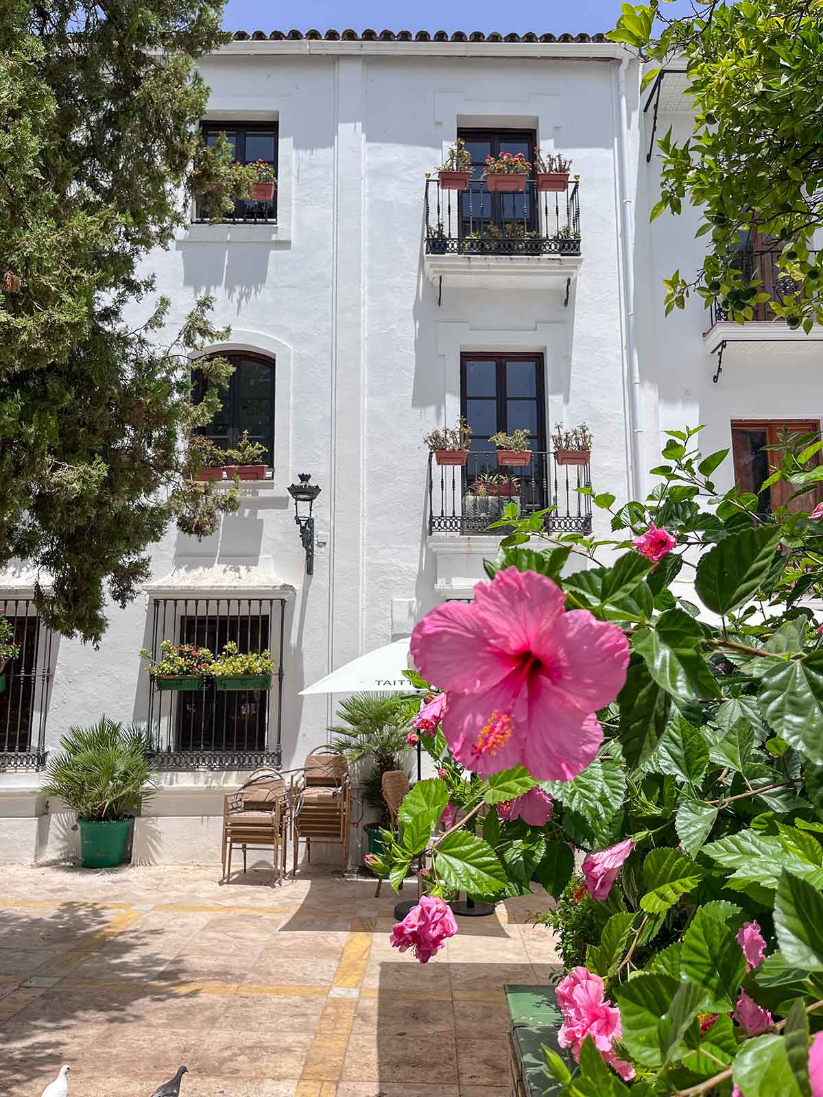 My Review of La Brisa del Mar Hotel, Estepona 9 Beautiful pink flower in Plaza de las Flores, Estepona old town.
